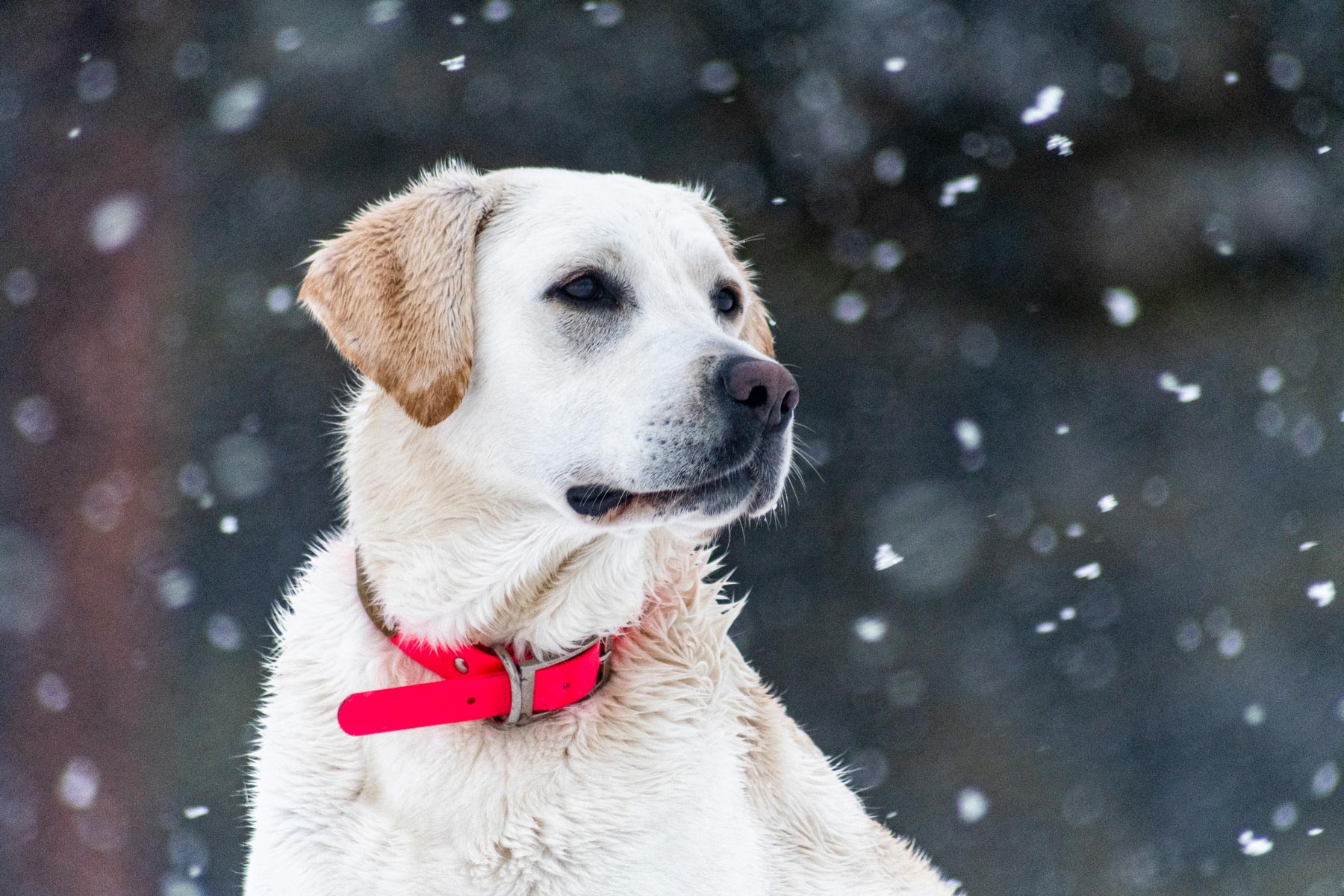 Our Viewpoint » Dancing Sky Labradors